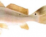 La Pesca de la Corvina